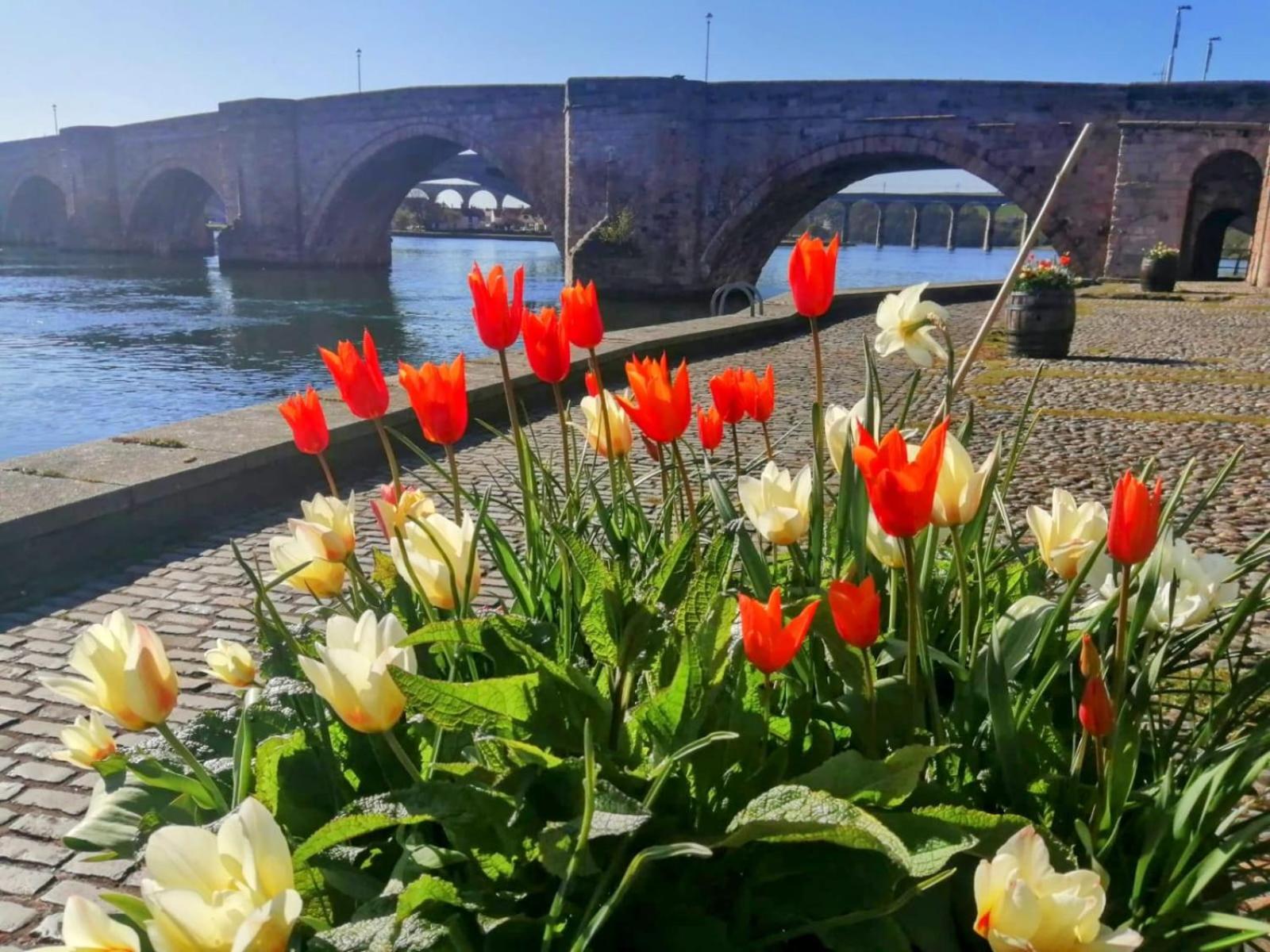 Berwick Upon Tweed 18 Mill Wharf Apartment מראה חיצוני תמונה